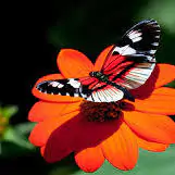 cute butterfly dp for whatsapp